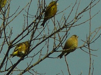 Grey-capped Greenfinch 裾野市 Fri, 2/5/2021