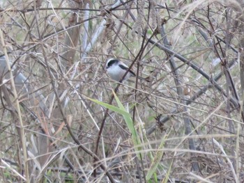 Long-tailed Tit 岡山市旭川 Wed, 12/28/2016