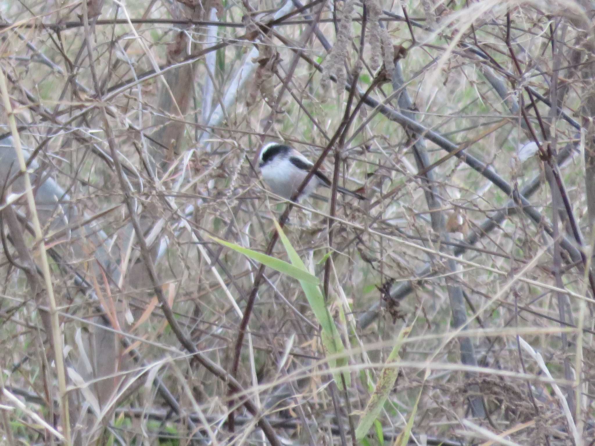 Photo of Long-tailed Tit at 岡山市旭川 by たけ