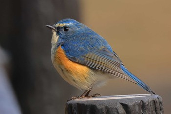 Red-flanked Bluetail Kodomo Shizen Park Mon, 2/8/2021