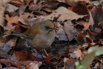 Pale Thrush Kodomo Shizen Park Mon, 2/8/2021