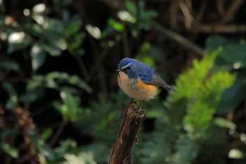 Red-flanked Bluetail Kodomo Shizen Park Mon, 2/8/2021