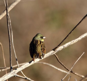 アオジ 秋ヶ瀬公園(ピクニックの森) 2016年12月28日(水)