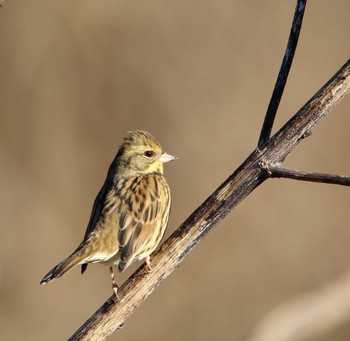 Masked Bunting 秋ヶ瀬公園(ピクニックの森) Wed, 12/28/2016