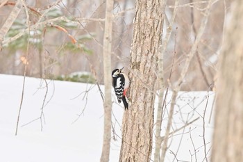 Great Spotted Woodpecker 大沼国立公園 Mon, 2/8/2021