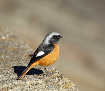 Daurian Redstart Akigase Park Wed, 12/28/2016