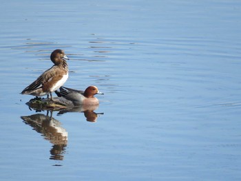 Eurasian Wigeon Unknown Spots Sat, 2/6/2021