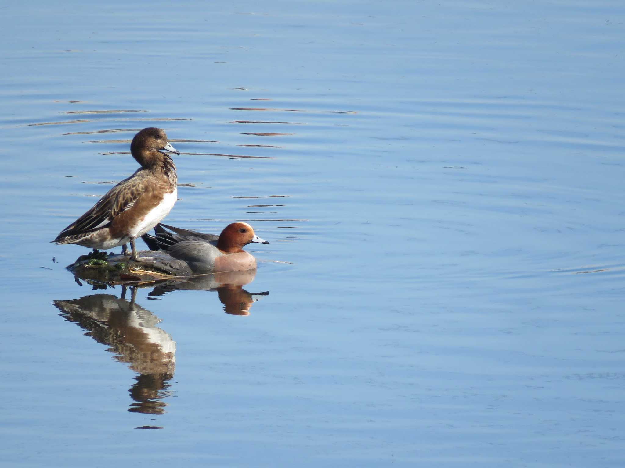 Photo of Eurasian Wigeon at  by Bo-zai