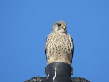 Common Kestrel Unknown Spots Sat, 2/6/2021