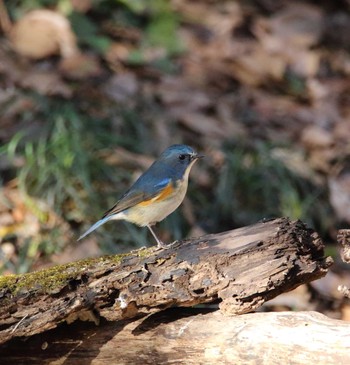 ルリビタキ 秋ヶ瀬公園 こどもの森 2016年12月28日(水)