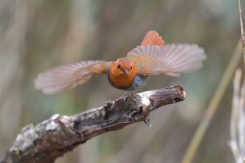 Japanese Robin Yanagisawa Pass Sat, 4/27/2019