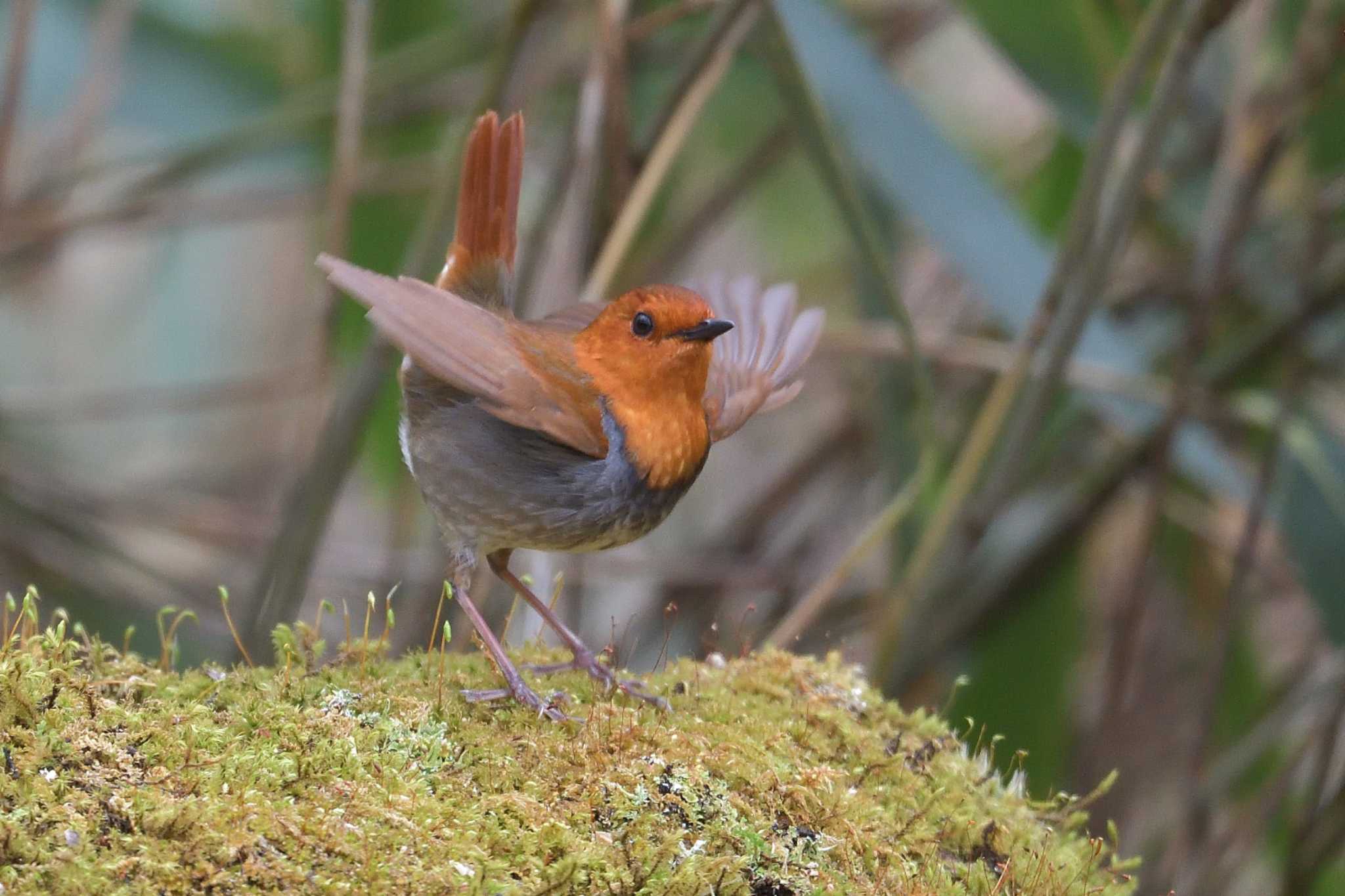 Photo of Japanese Robin at Yanagisawa Pass by ask