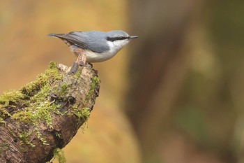 Eurasian Nuthatch Yanagisawa Pass Sat, 4/27/2019