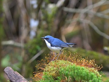 Siberian Blue Robin Yanagisawa Pass Sat, 5/27/2017