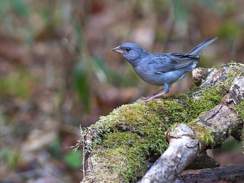 Grey Bunting Yanagisawa Pass Sat, 5/27/2017