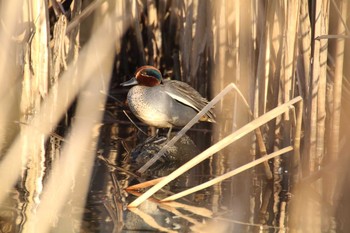 Eurasian Teal 守谷城址公園 Sat, 2/6/2021