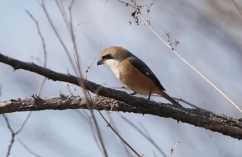 Bull-headed Shrike 羽村堰 Sun, 2/7/2021