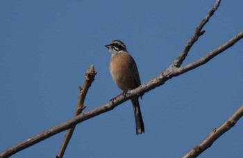 Meadow Bunting 羽村堰 Sun, 2/7/2021