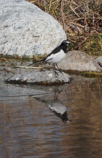 Japanese Wagtail 羽村堰 Sun, 2/7/2021