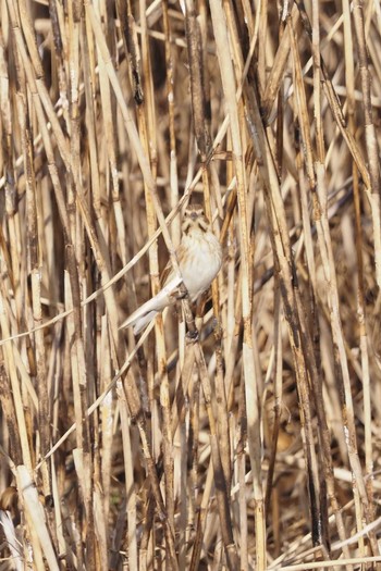 Common Reed Bunting 羽村堰 Sun, 2/7/2021