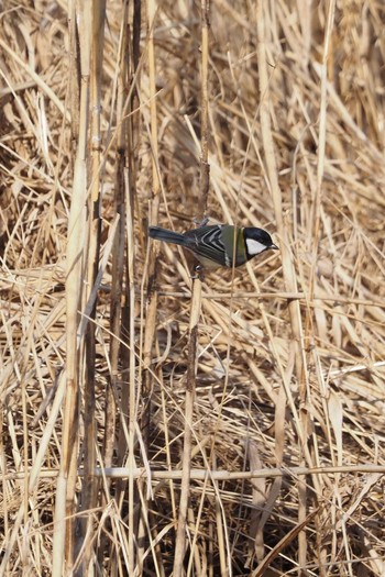 Japanese Tit 羽村堰 Sun, 2/7/2021