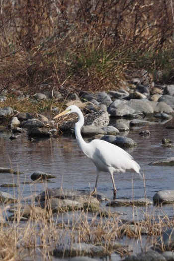 Medium Egret 羽村堰 Sun, 2/7/2021