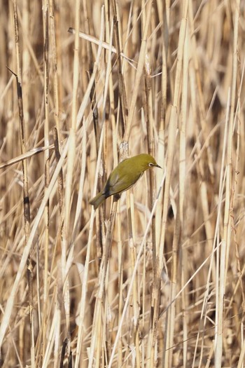 Warbling White-eye 羽村堰 Sun, 2/7/2021