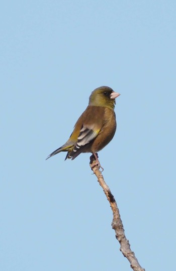 Grey-capped Greenfinch 羽村堰 Sun, 2/7/2021