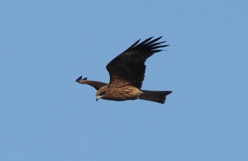 Black Kite 羽村堰 Sun, 2/7/2021