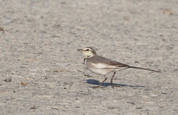 Wagtail 羽村堰 Sun, 2/7/2021