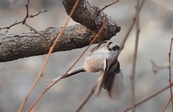 Long-tailed Tit 羽村堰 Sun, 2/7/2021