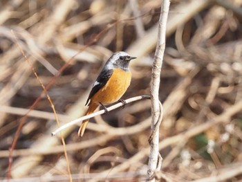 Daurian Redstart 羽村堰 Sun, 2/7/2021