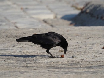 Carrion Crow 羽村堰 Sun, 2/7/2021