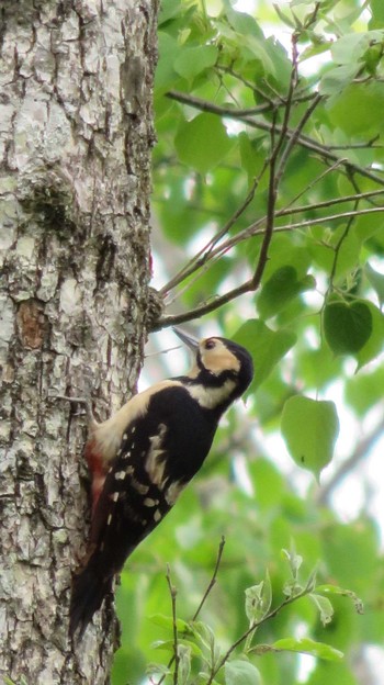 Great Spotted Woodpecker Togakushi Forest Botanical Garden Sun, 5/31/2015