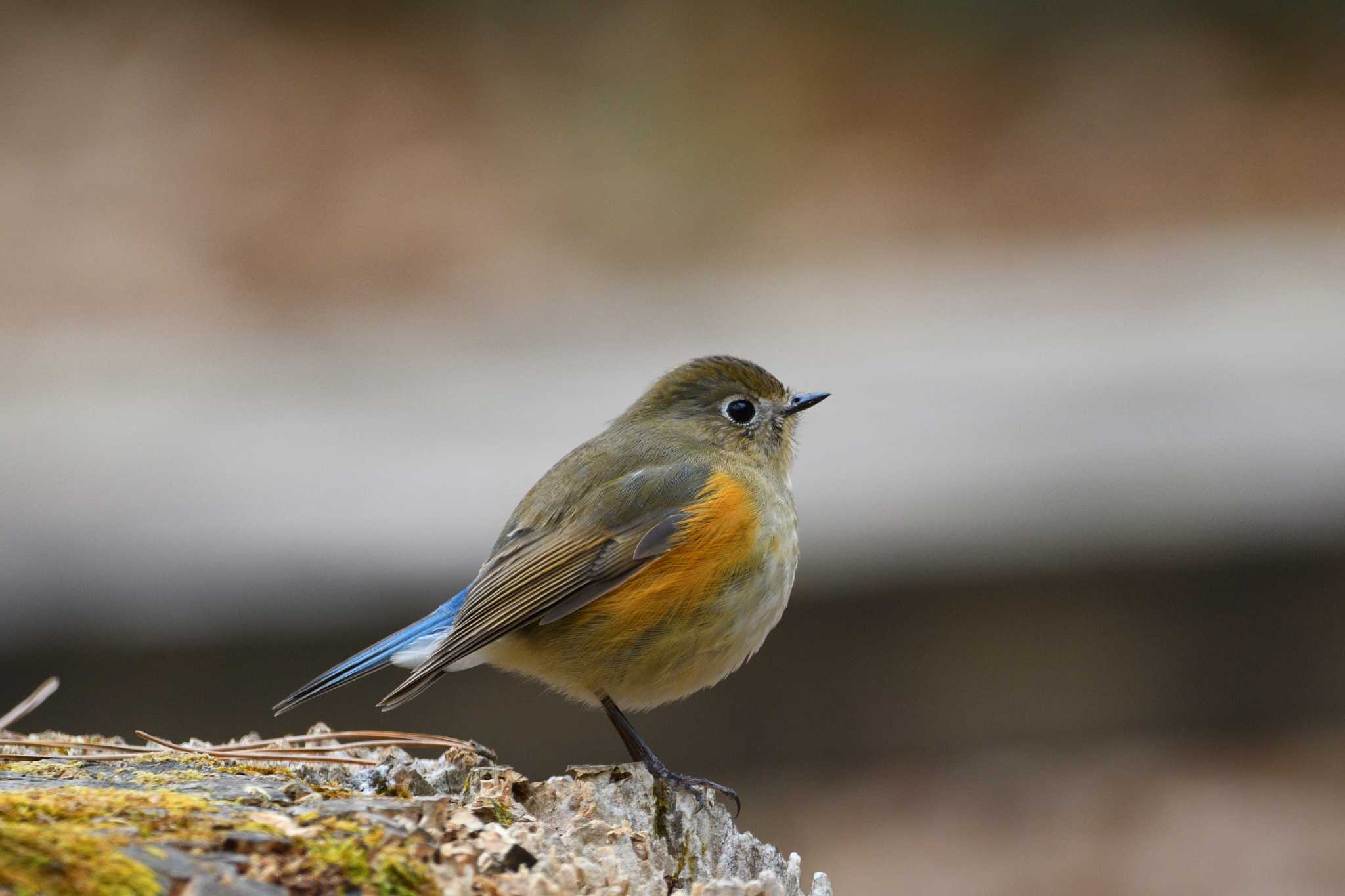 Red-flanked Bluetail