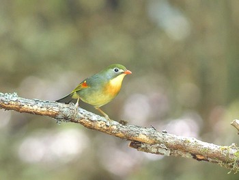 Red-billed Leiothrix Yanagisawa Pass Sat, 5/27/2017