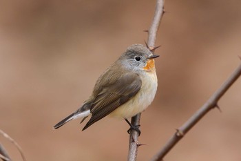 Red-breasted Flycatcher Musashino Park Sun, 12/25/2016