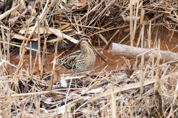 2021年2月6日(土) 舞岡公園の野鳥観察記録