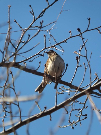 Pale Thrush 狭山湖 Thu, 1/21/2021