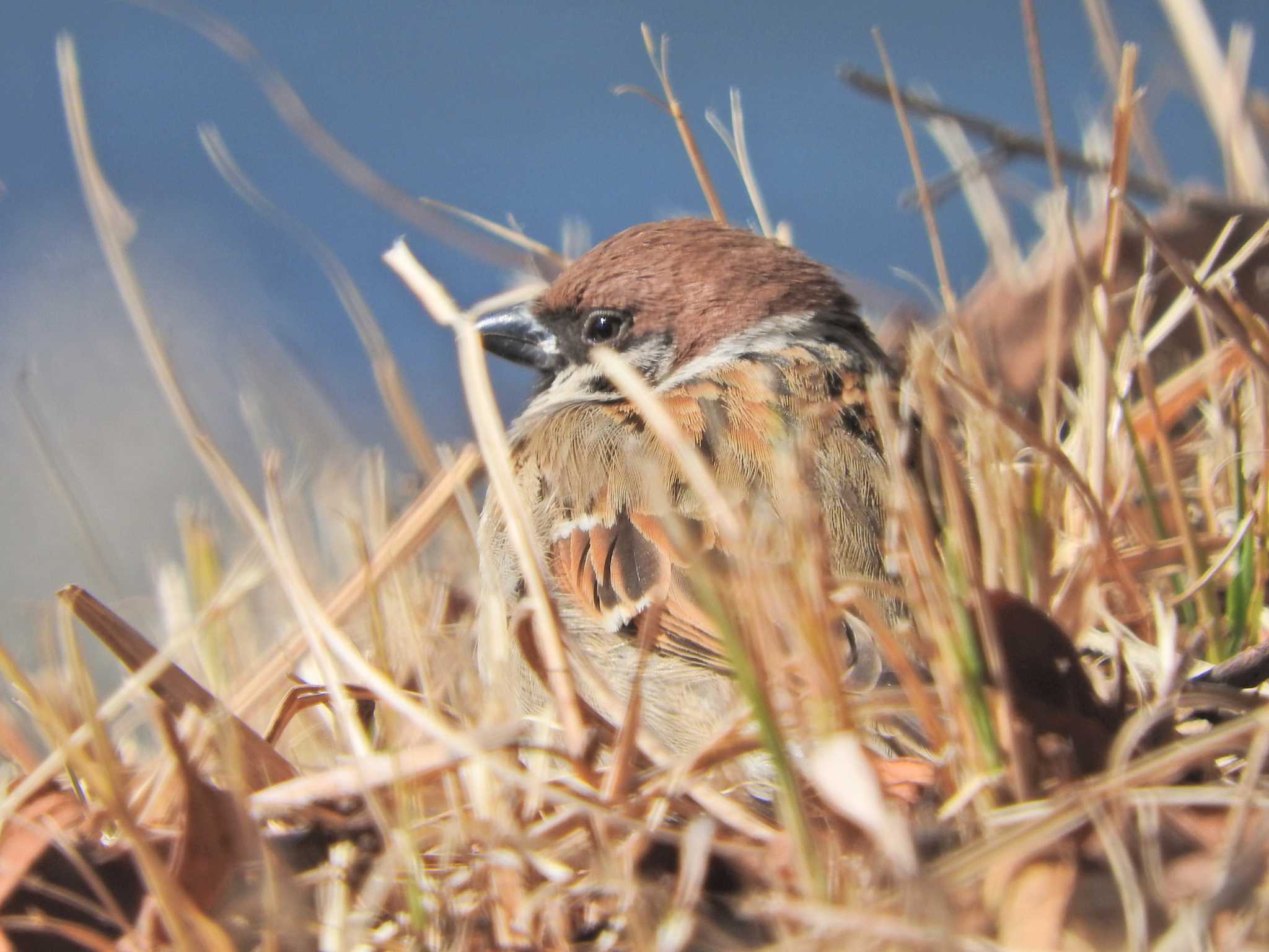 Eurasian Tree Sparrow