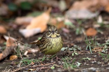 Masked Bunting Meiji Jingu(Meiji Shrine) Thu, 12/29/2016