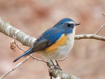 2021年2月9日(火) 神戸市立森林植物園の野鳥観察記録