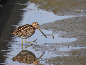 Common Snipe 徳島市川内町 Tue, 2/9/2021