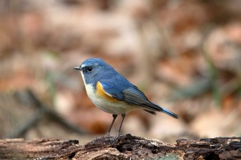 ルリビタキ 明治神宮 2016年12月29日(木)