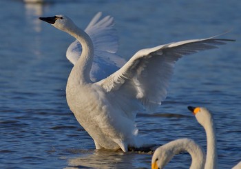 アメリカコハクチョウ 本埜村白鳥の郷 2019年1月5日(土)