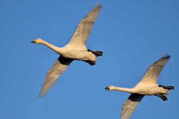 オオハクチョウ 本埜村白鳥の郷 2019年1月5日(土)