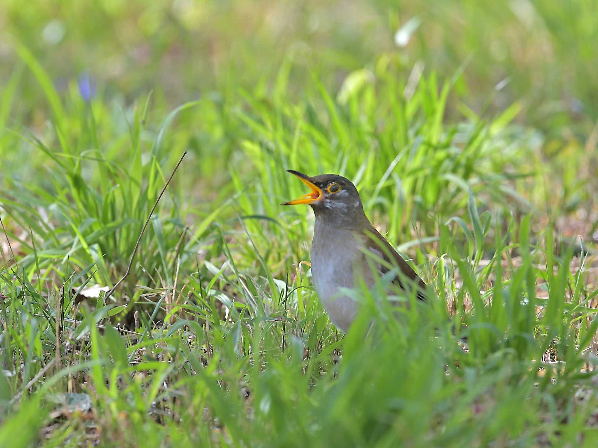 Photo of Pale Thrush at 風土記の丘 by birds@hide3