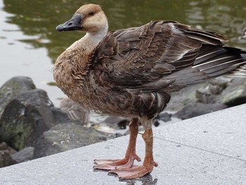 サカツラガン 大池親水公園 2020年12月6日(日)