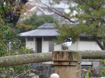 セグロセキレイ 大池親水公園 2020年12月6日(日)