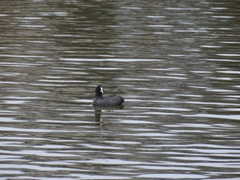 Eurasian Coot Oikeshinsui Park Sun, 12/6/2020